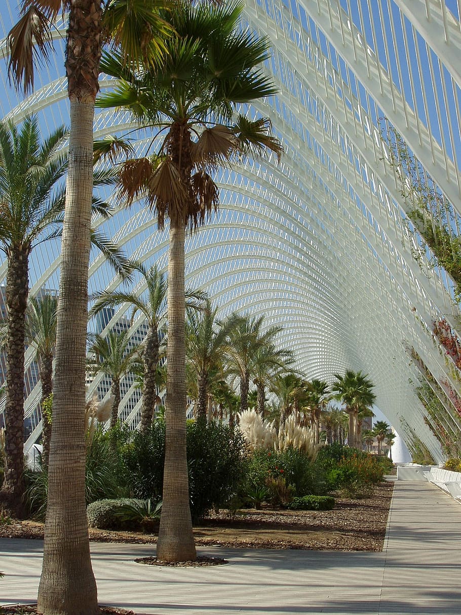 mexico, palms, palm trees, structure, canopy, steel, girders, HD wallpaper