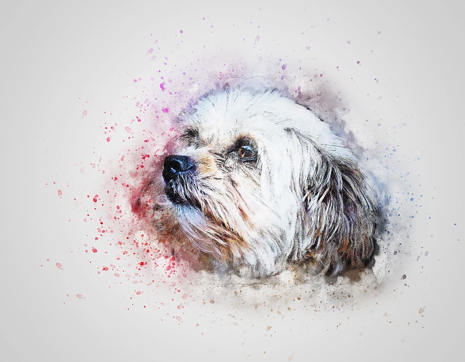 HD wallpaper: white and brown shih tzu painting, dog, pet, cute, animal, art  | Wallpaper Flare