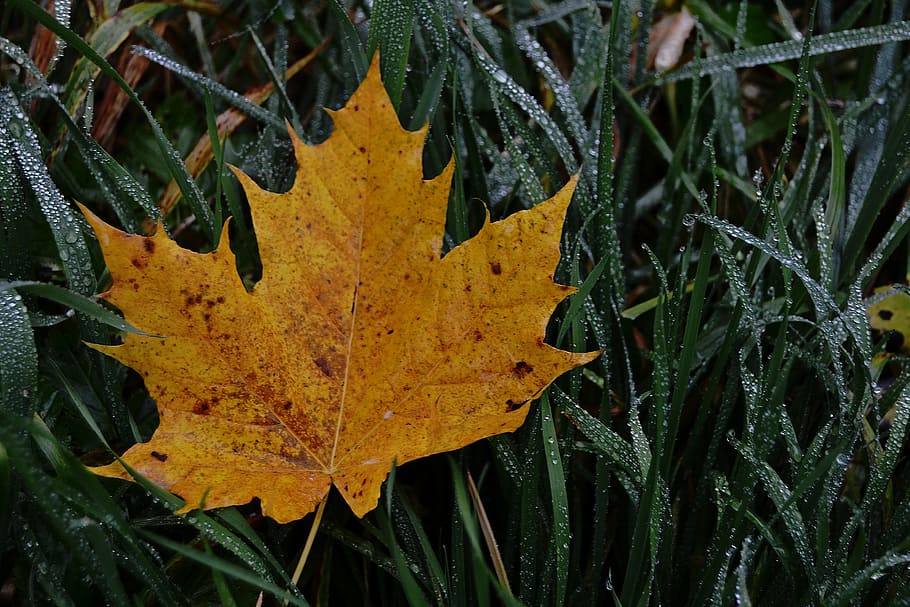 autumn, sheet, macro, nature, leaf, plant, plant part, close-up HD wallpaper