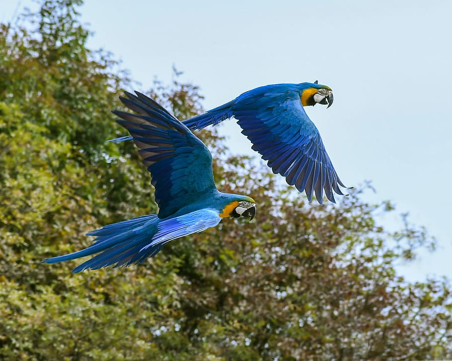 two blue-and-yellow macaw parrot flying photography, blue macaw HD wallpaper