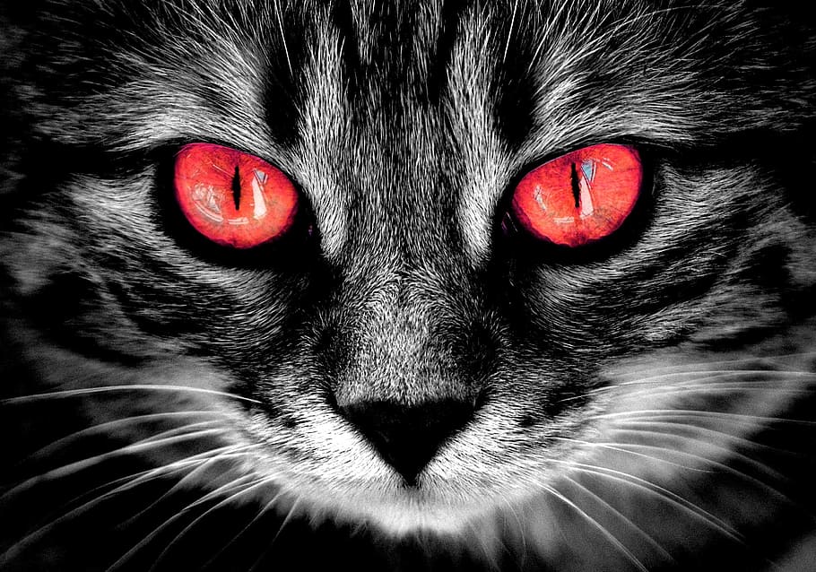 HD wallpaper: silver tabby cat, creepy, fire red eyes, weird, horror,  mammal | Wallpaper Flare