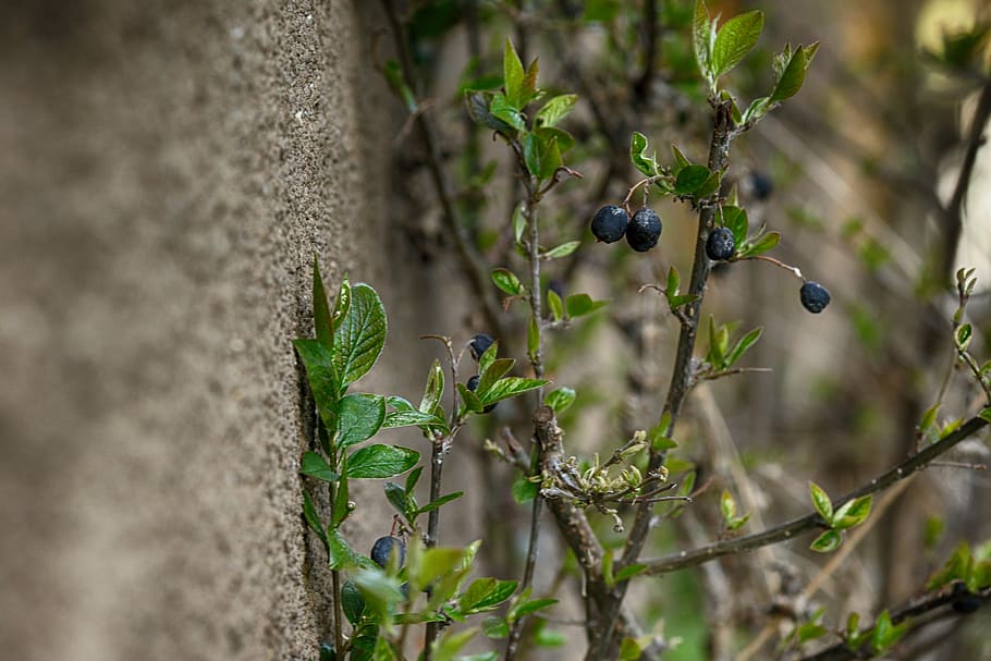 nature, tree, leaf, flora, fruit, plant, food, food and drink HD wallpaper