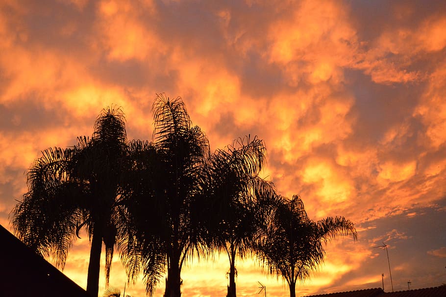 Orange, Trees, Landscape, sky, sunset, nature, silhouette, dusk HD wallpaper