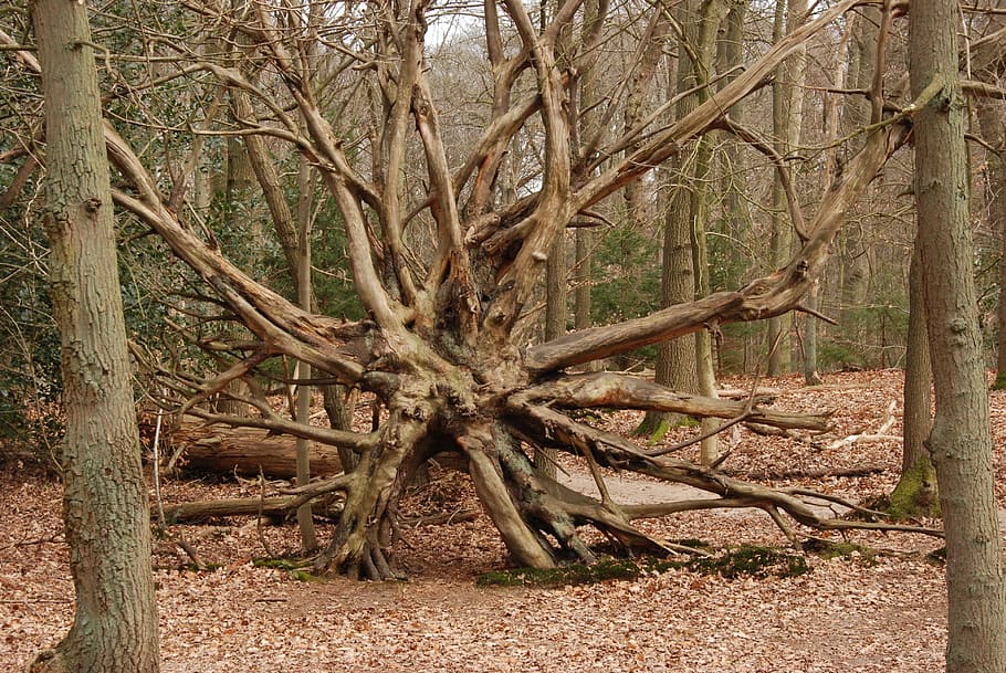 Tree, Forest, Bald, Brown, Stump, Root, nature, outdoors, no people HD wallpaper