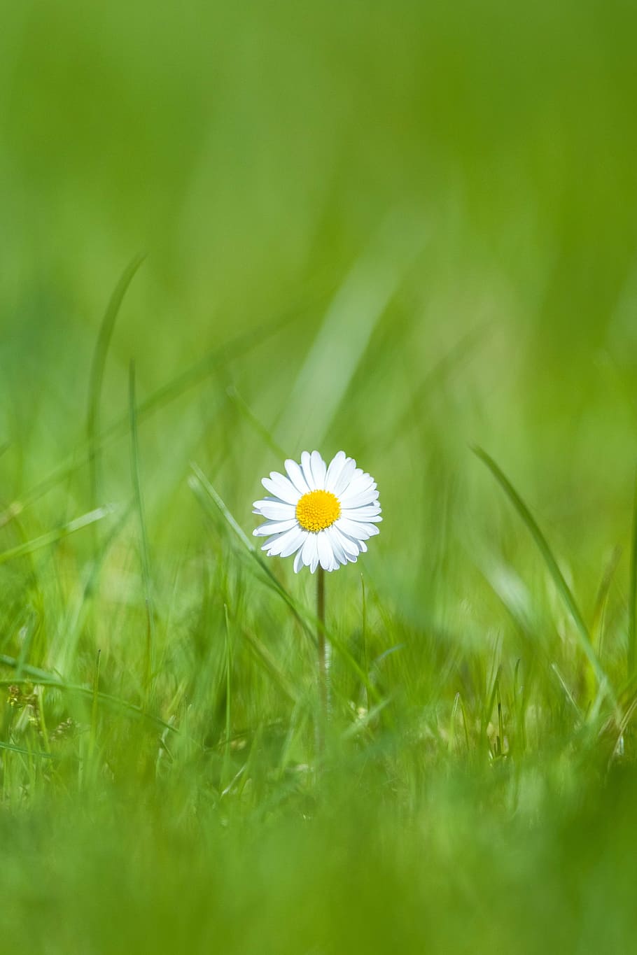 white sunflower during daytime, daisy, grass, outdoor, summer HD wallpaper