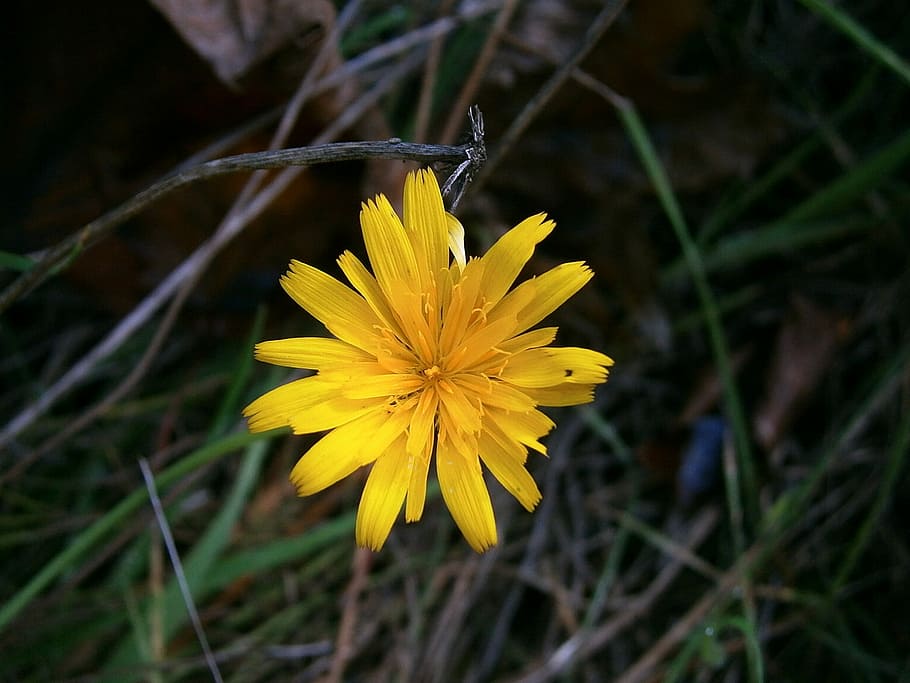 Flower, Blossom, Bloom, Wild, Plant, wild plant, yellow, wild flower HD wallpaper
