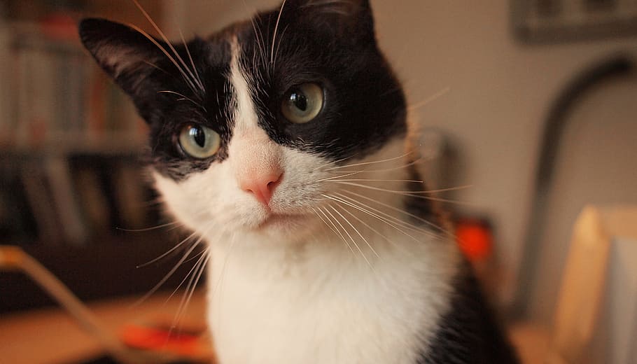 kat, kitten, face, whiskers, pet, domestic, pets, domestic cat HD wallpaper