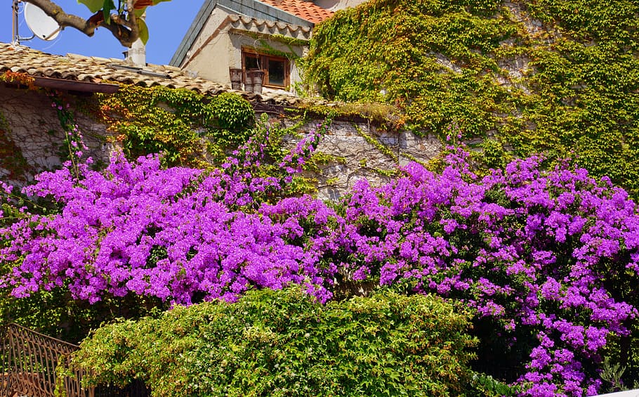 bloom, wall, flowers, ivy, plant, growth, flowering plant, architecture HD wallpaper