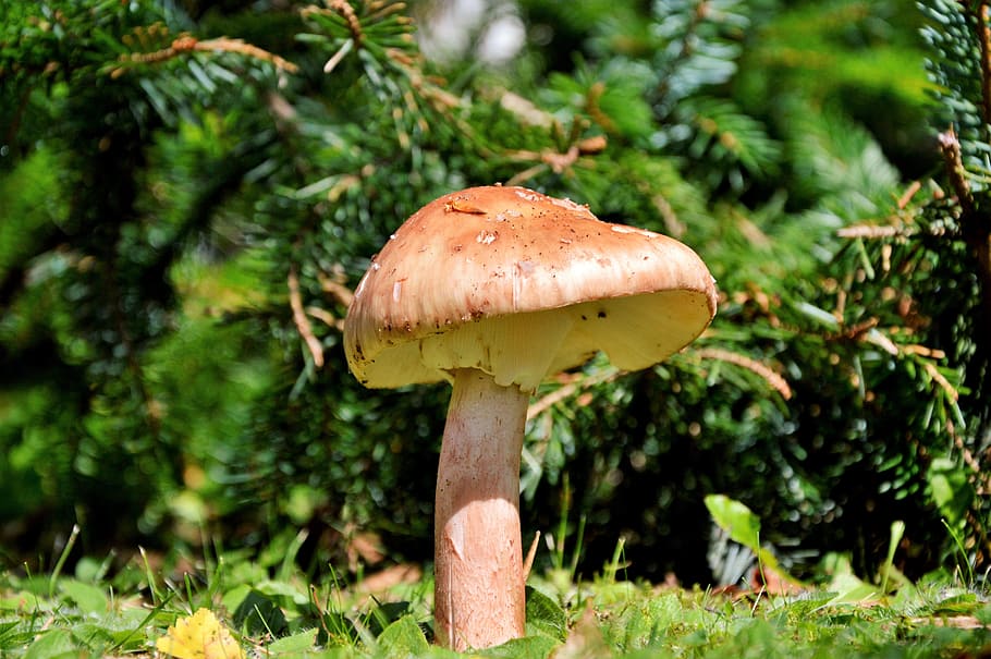 mushroom, disc fungus, forest, screen fungus, forest floor, HD wallpaper