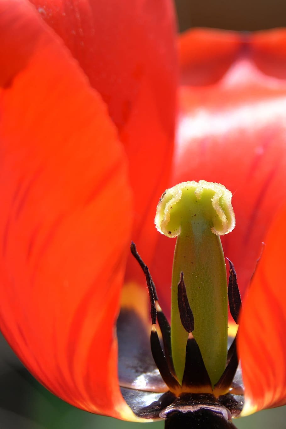 Tulip, Blossom, Bloom, Spring, Flower, red, plant, early bloomer HD wallpaper