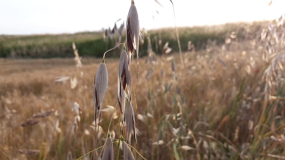 summer, oats, cereals, field, growth, land, plant, nature, no people HD wallpaper