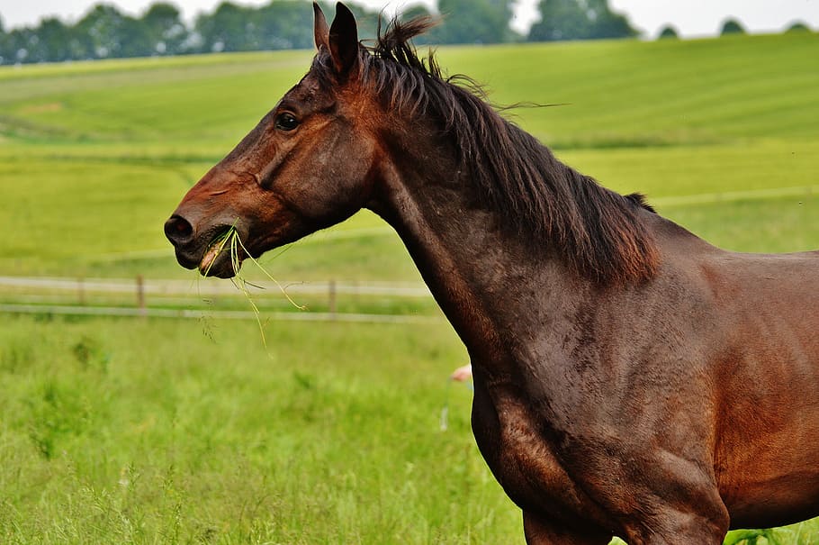 horses, coupling, stallion, eat, paddock, brown, meadow, pasture HD wallpaper