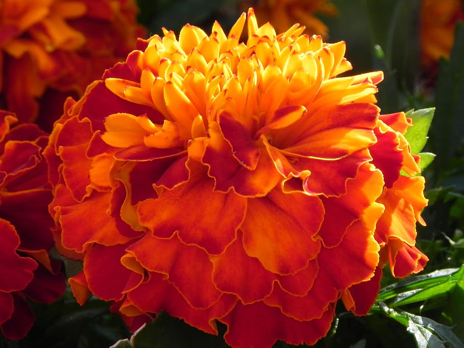 gerbera, flower, orange, blossom, bloom, macro, plant, spring HD wallpaper