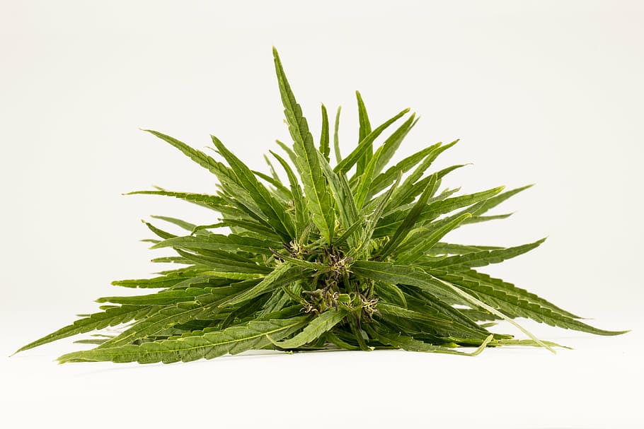 green aloe vera plant in white background, drugs, addiction, hemp, HD wallpaper