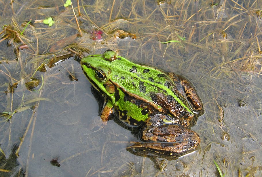 frog, toad, swamp, amphibian, closeup, macro, nature, fauna HD wallpaper