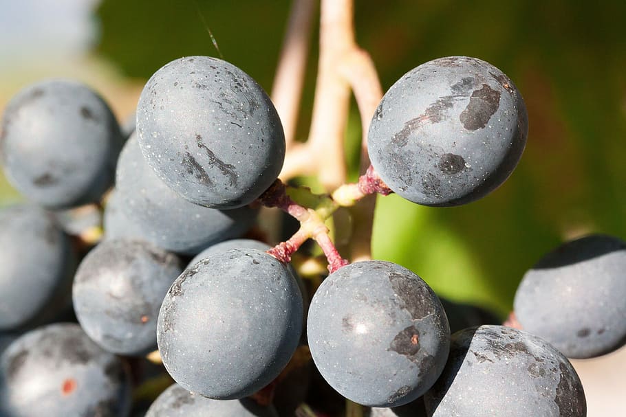 grapes, wine, blue, fruit, fruits, plant, autumn, autumn colours HD wallpaper
