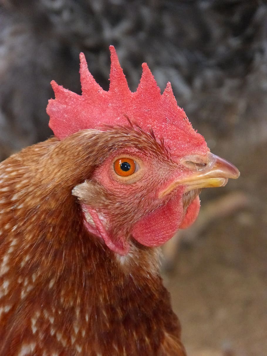 hen, crest, chicken, poultry, animal themes, bird, livestock HD wallpaper