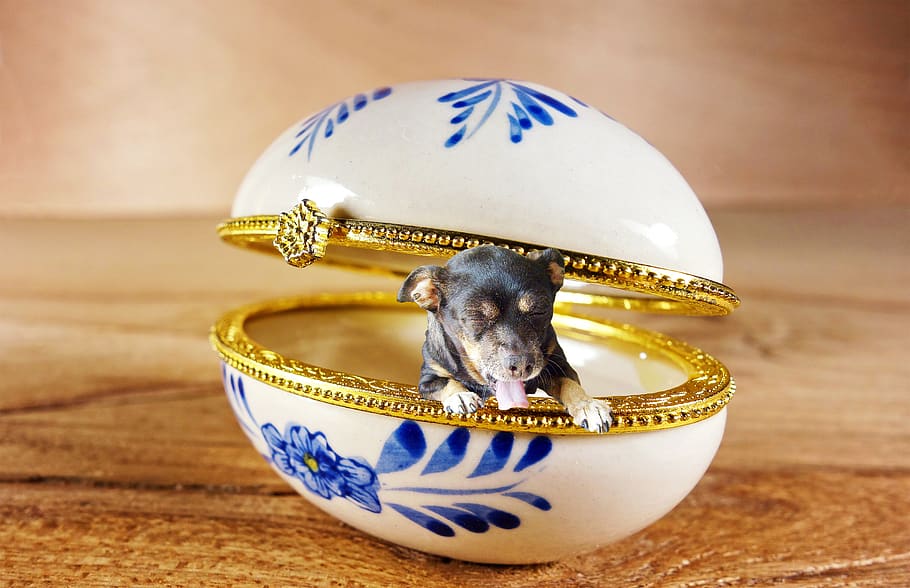 dog, casket, indoors, animal themes, mammal, one animal, domestic HD wallpaper