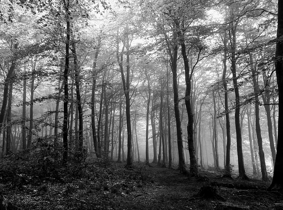 Forest, Black, White, Spooky, Trees, wood, leaves, tree trunk HD wallpaper