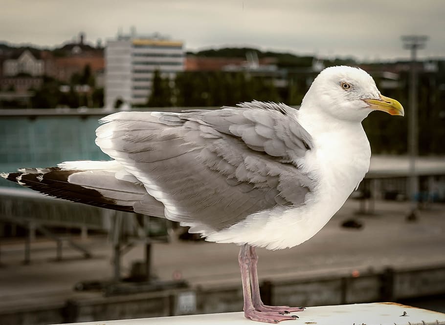 seagull, bird, port, fly, seevogel, animal, close, animal themes HD wallpaper