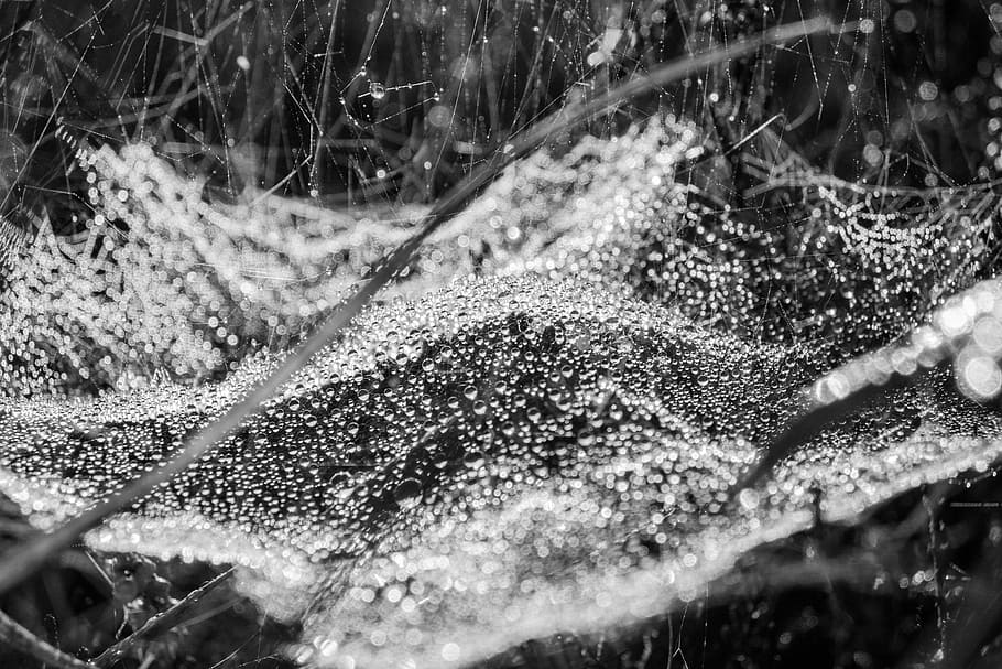 dewdrop, network, nature, spider web with water beads, spider webs HD wallpaper