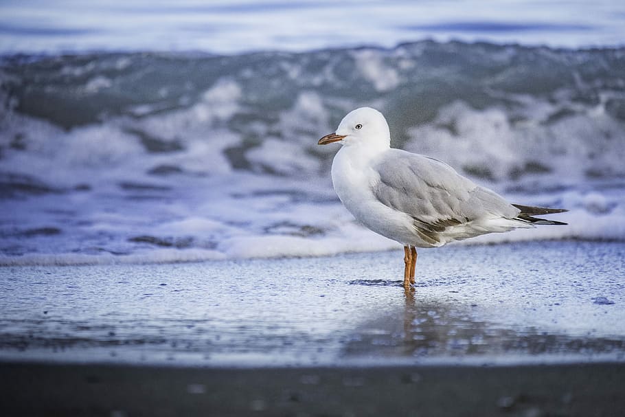 white and gray bird on seashore during daytime, selective focus photography of white and gray bird on shore HD wallpaper