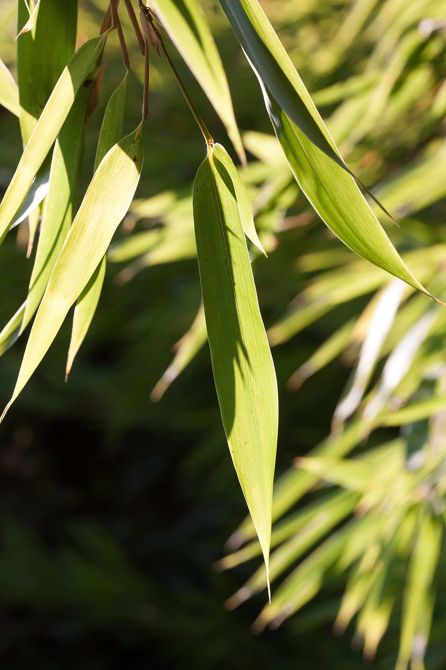 bamboo, leaf, green, plant, growth, green color, close-up, plant part HD wallpaper