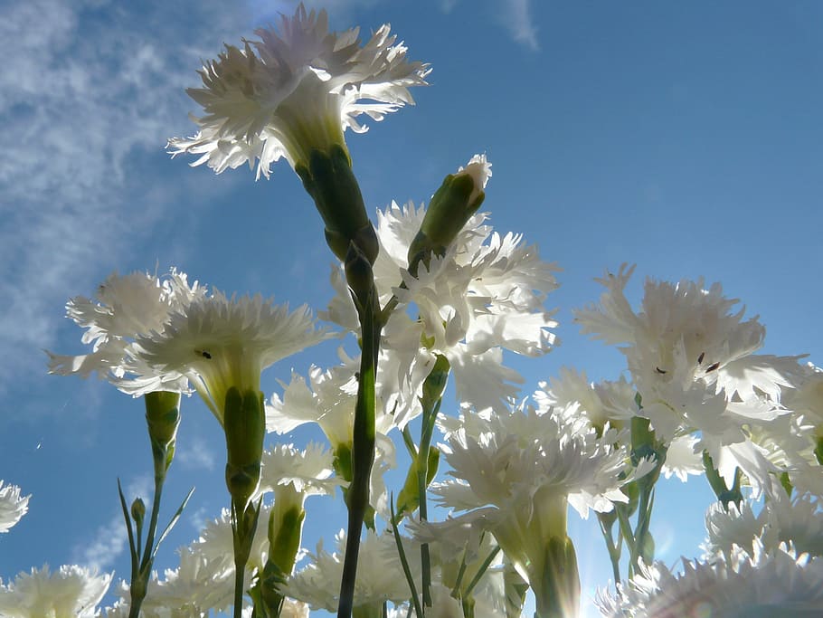 white flowers in worms eye photography, spring carnation, blossom HD wallpaper