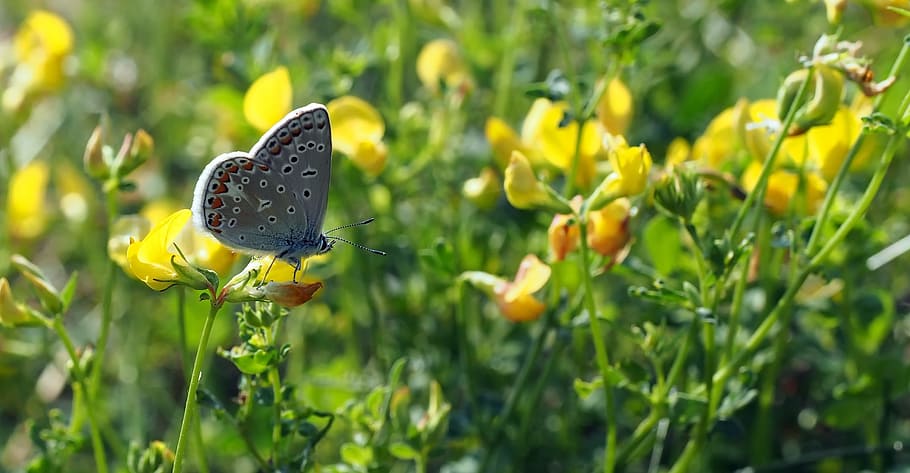 insect, nature, live, flower, butterfly - insect, animal wing HD wallpaper