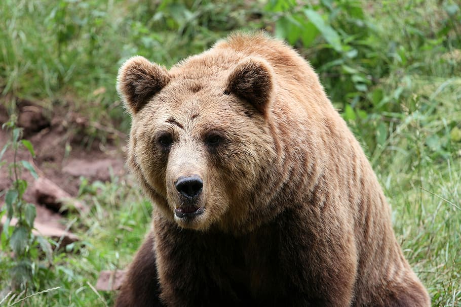Brown Bear, Mammals, Animals, nature, teddy, forest, forests HD wallpaper