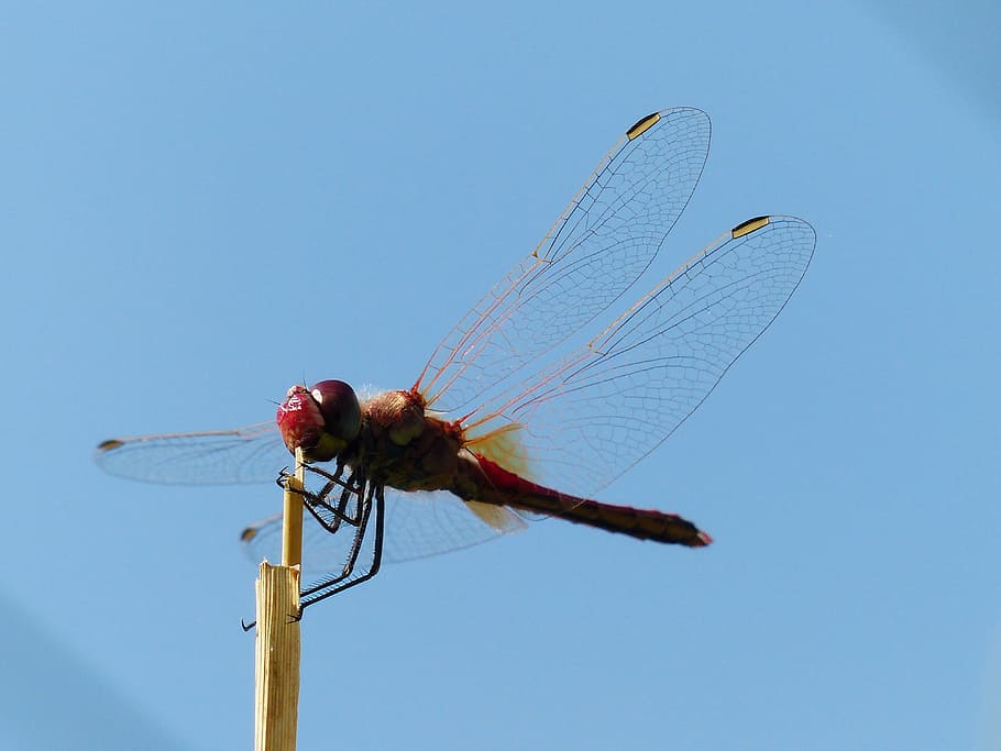 dragonfly, red, animal, insect, flight insect, crimson heidelibelle HD wallpaper