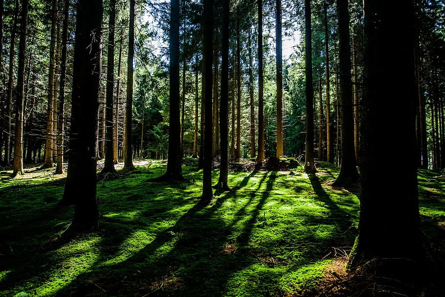photo of trees during daytime, forest, nature, ecology, green HD wallpaper