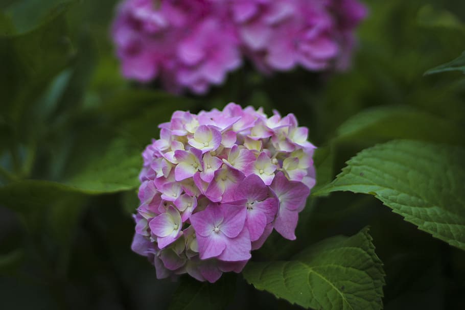 hydrangea, flower, flowers, nature, colors, plant, petals, miracle HD wallpaper