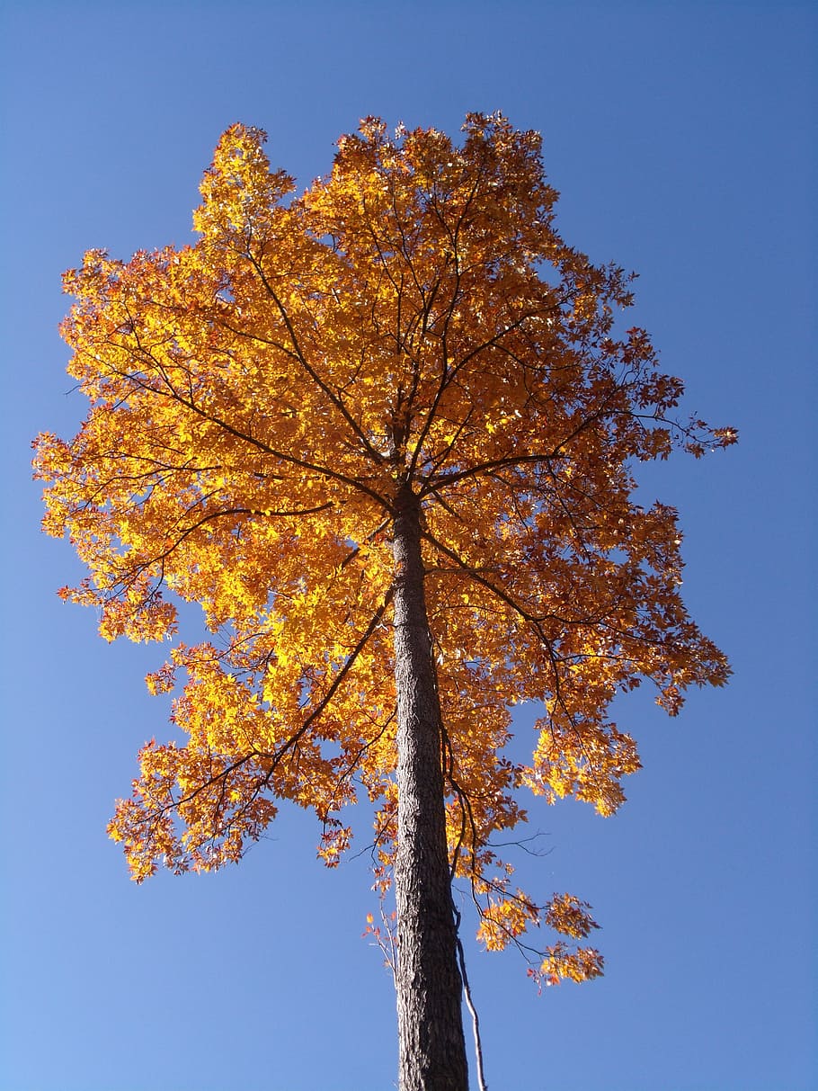 fall color, foliage, tree, autumn, plant, change, low angle view HD wallpaper