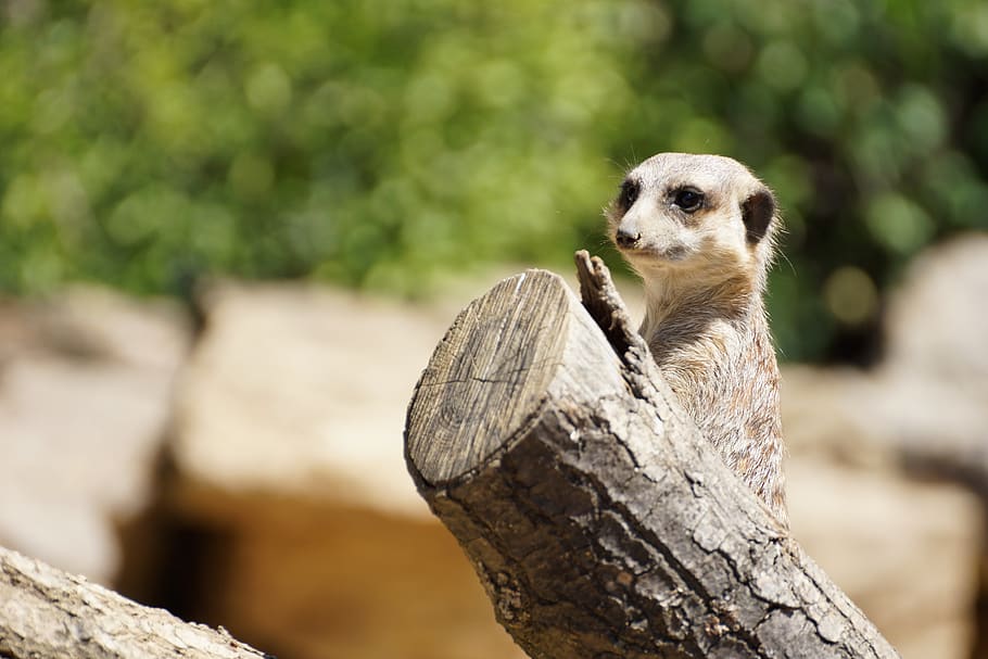 zoo, meerkat, animal, nature, tiergarten, portrait, cute, frankfurt, HD wallpaper