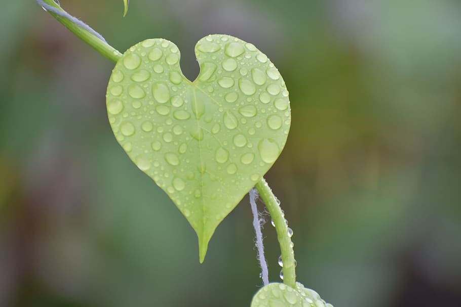 leaf, droplets, wet leaf, nature, plant, water, close-up, growth HD wallpaper