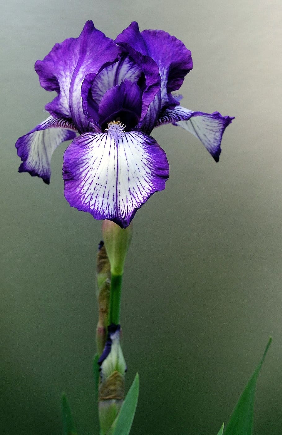 HD wallpaper purple and white tall bearded iris flower, stem ...