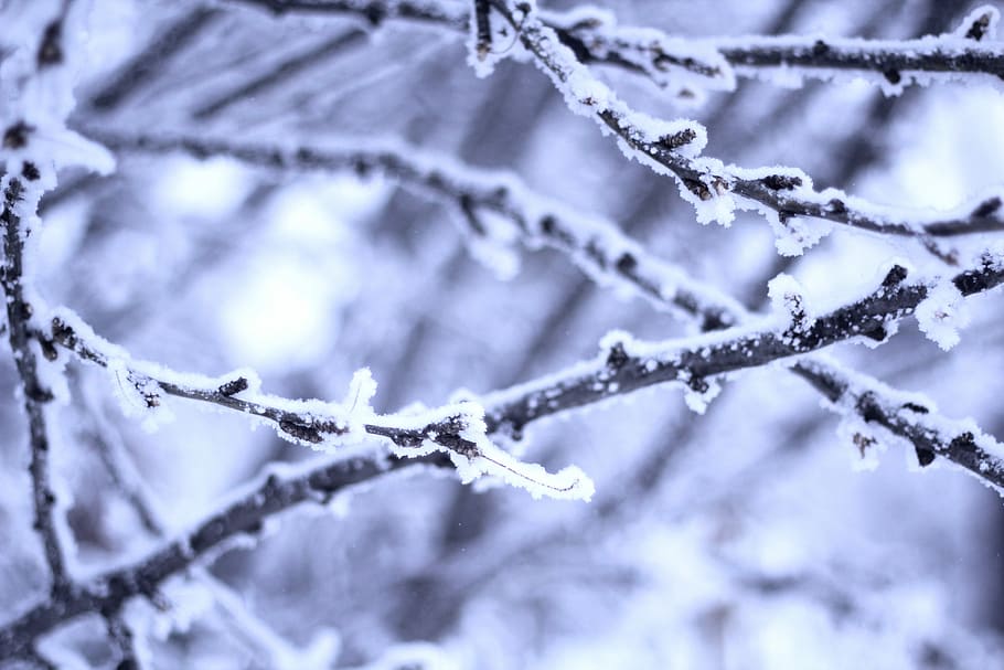 closeup photo of frosted branch, tree branch covered with snow HD wallpaper