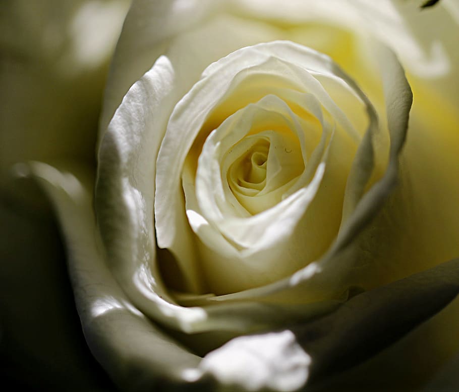 rose, white, blossom, bloom, white roses, rose bloom, flower HD wallpaper