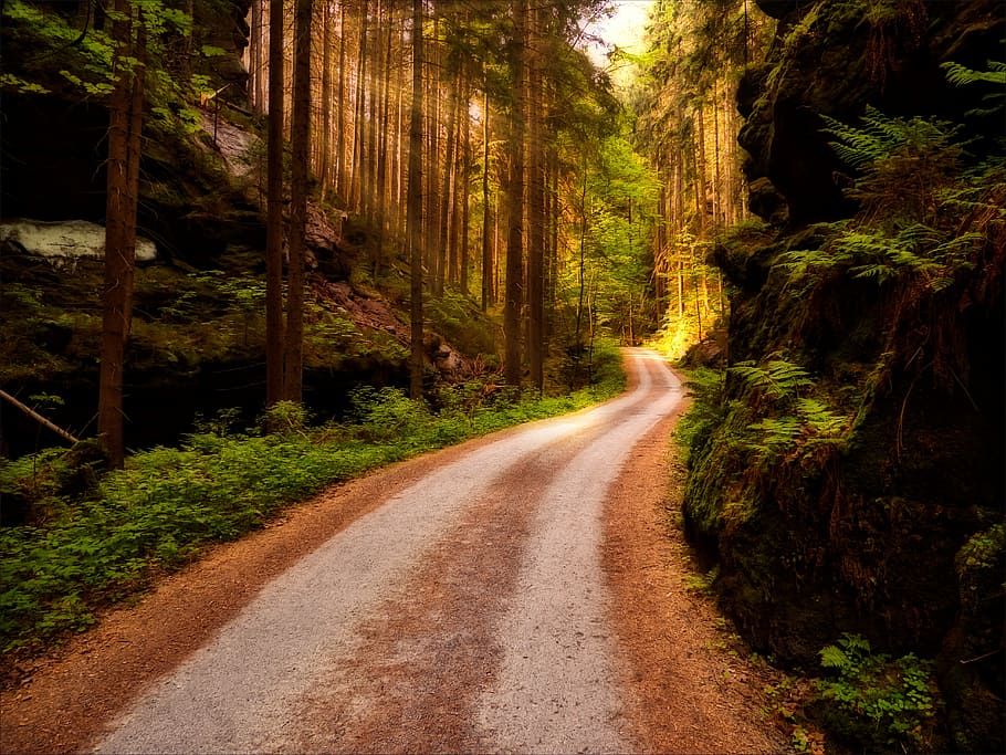 road near forest during daytime, trail, nature, landscape, trees HD wallpaper