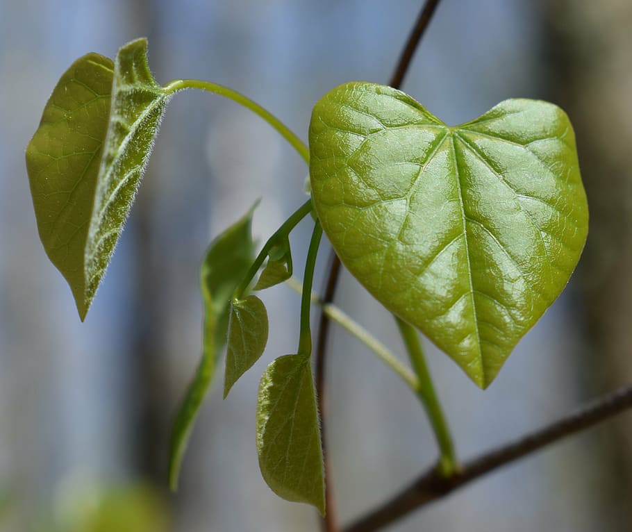 redbud leaves, heart-shaped, new leaves, tree, plant, spring, HD wallpaper