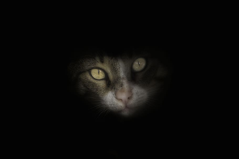 selective focus photography of gray cat, portrait, eye, cute HD wallpaper