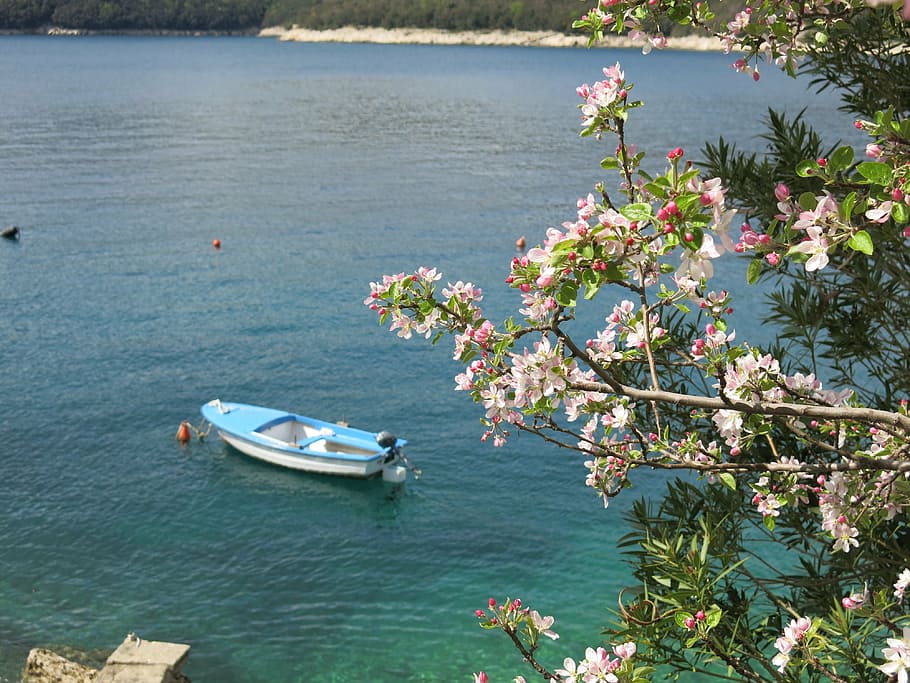 boot, sea, apple blossom, tree, flowers, croatia, water, plant HD wallpaper