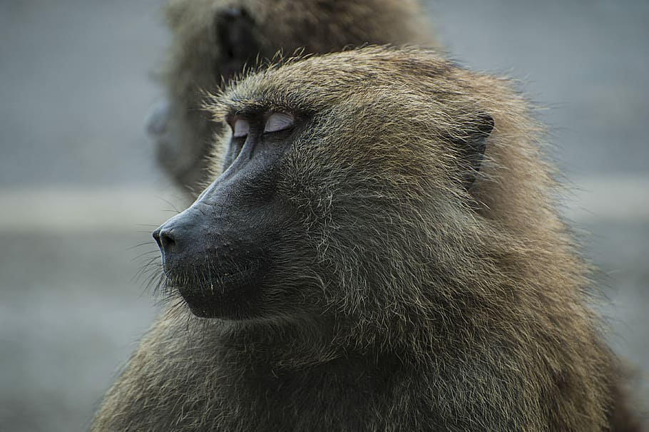 sleeping brown primate, shallow focus photo of monkey, animal HD wallpaper