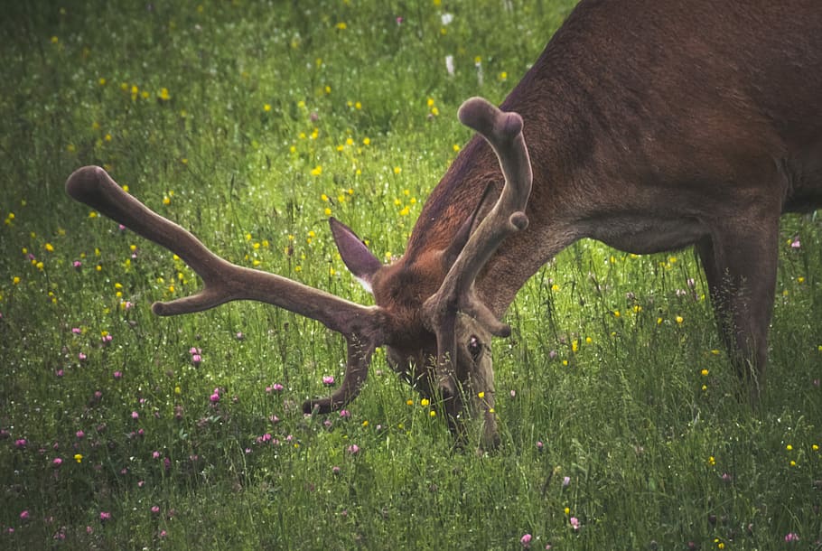 brown moose eating grass, holiday, whitetail, gazelle, doe, fur, HD wallpaper