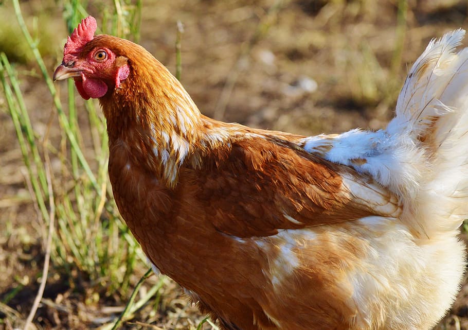 selective focus photography of brown and white hen, chicken HD wallpaper