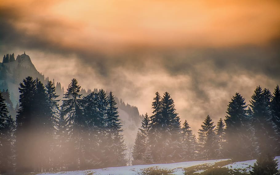 pine tress near mountain, nature, landscape, winter, cold, fog HD wallpaper