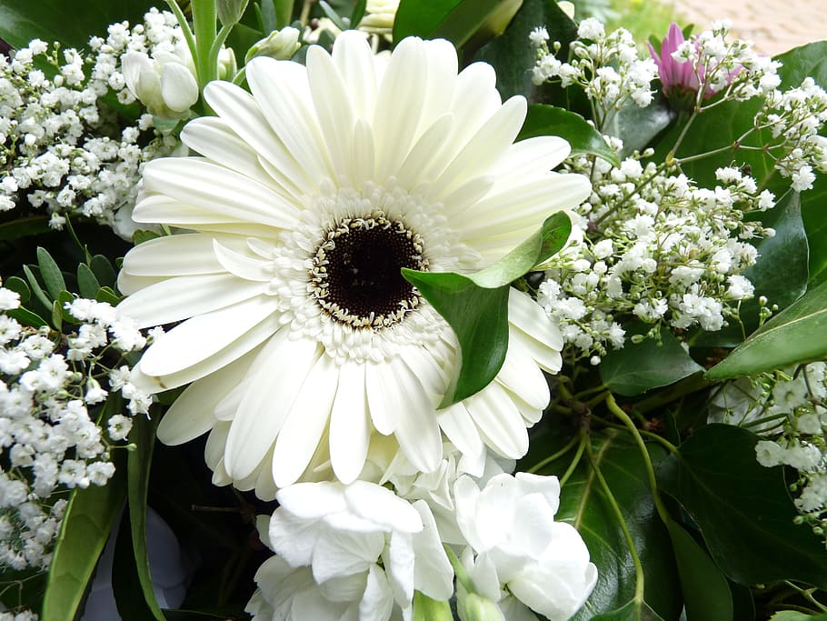 white, gerbera, blossom, bloom, flower, flowering plant, vulnerability HD wallpaper