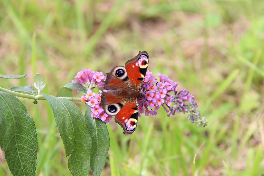peacock, nature, insect, summer, outdoor, plant, animal themes HD wallpaper