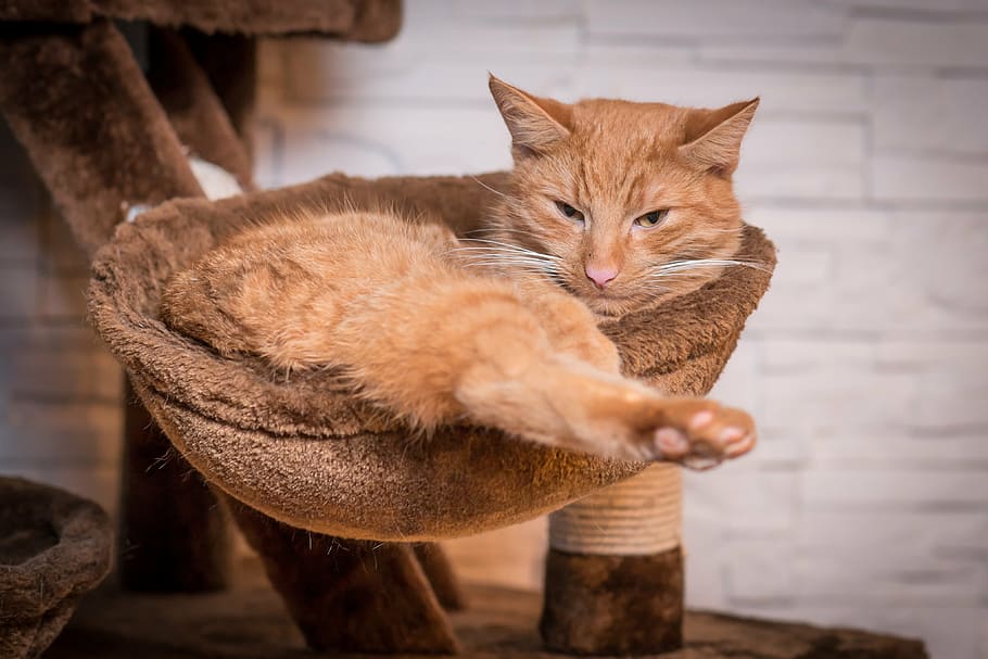 cat, adidas, pet, rest, relaxation, animal, view, domestic cat HD wallpaper